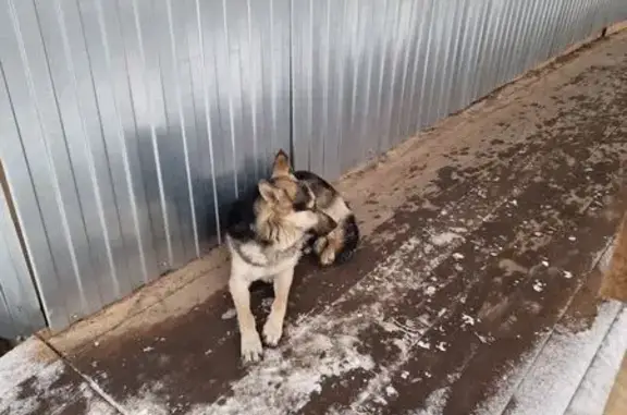 Найдена собака, Новгородская область, фото: Найдена собака, Старая Русса, Новгородская обл.