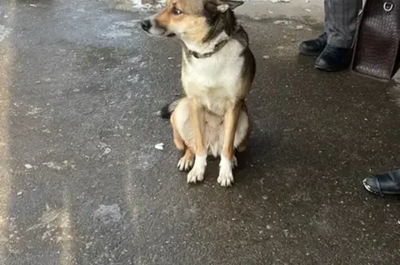 Найдена собака, Киров, фото: Найдена собака, пр. Строителей, Киров