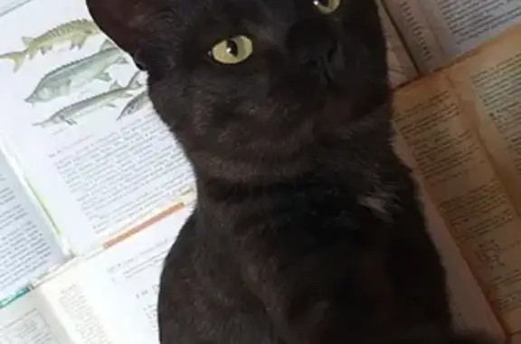 Пропала кошка, ул. Пушкина 39, Луза