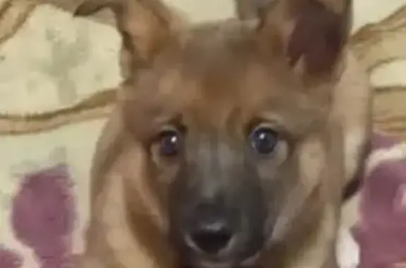 Пропала собака, ул. Кирова, Улан-Удэ