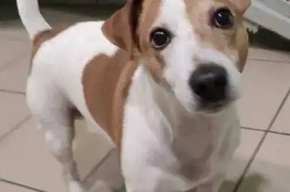 Найдена собака на Нестерова, 2, Балашиха