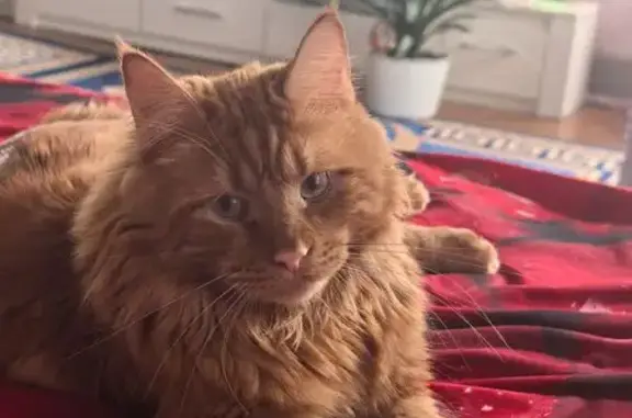 Пропала кошка, Заводская 15, Касимов