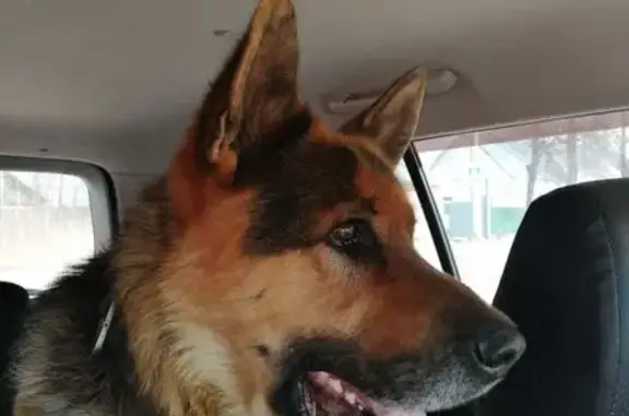 Пропала собака, Ефремово, Смоленская обл.