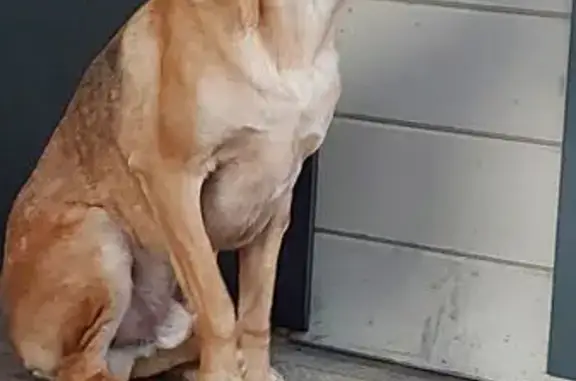 Найдена собака, Владимирская область, фото: Найдена собака в Андреевском, Владимирская обл.