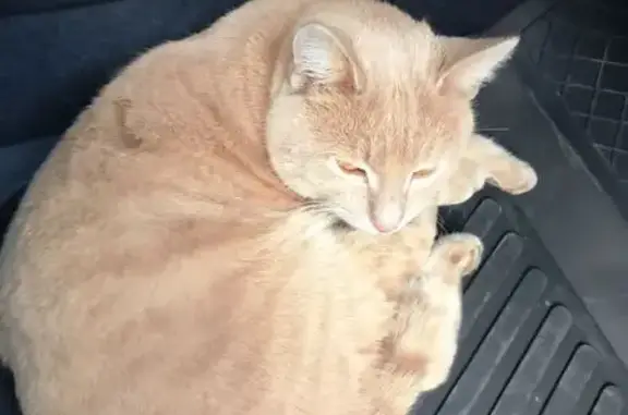 Найдена кошка, Московская область, фото: Кошка найдена у Ростикс на Симферопольском ш.