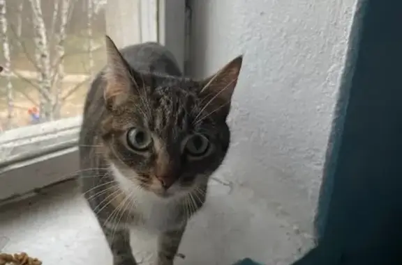 Найдена кошка, , фото: Кошка найдена, Хрустальная ул., Тверь