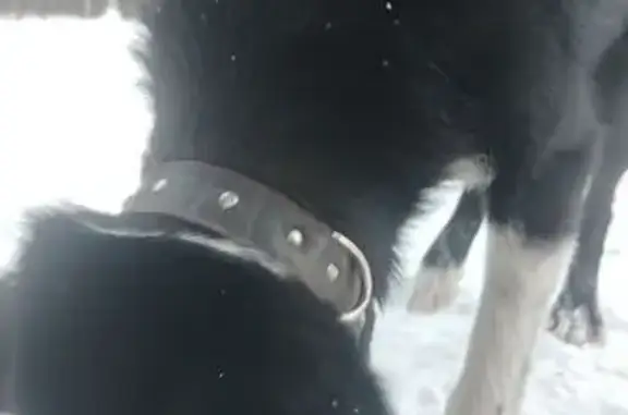 Найдена собака, , фото: Собака найдена, Забайкальский край