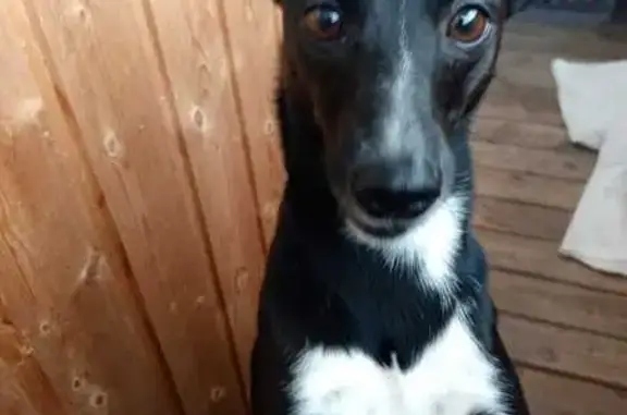 Пропала собака, Советская ул. 42, Курган