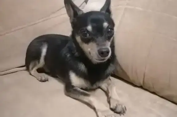 Найдена собака, Белореченск, фото: Собака найдена: Пионерский пер., Белореченск