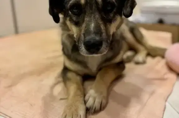 Пропала собака, ул. Аббасова 9, Казань