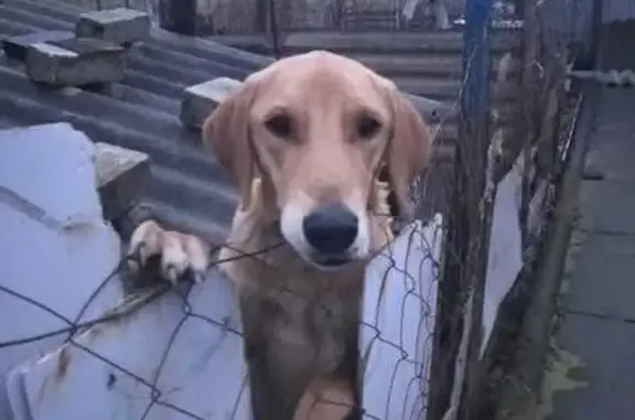 Собаки потеряшки, , фото: Потеряшка собака у клуба Краснодар, СНТ Кавказ