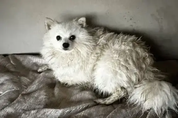 Найдена собака, Московская область, фото: Найдена собака, Шевляково, МО