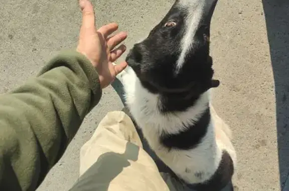 Найдена собака, Краснодарский край, фото: Сочи: найдена добрая собака, знает команды