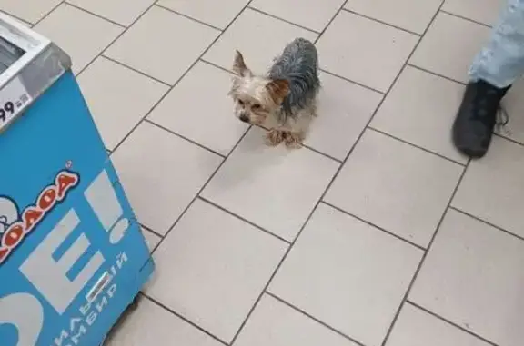 Пропала собака, Тюмень, Тюменская обл.