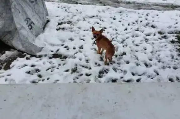 Объявления о пропавших и найденных животных, Алексеевка, фото: Собака найдена, Алексеевка, 66К-26