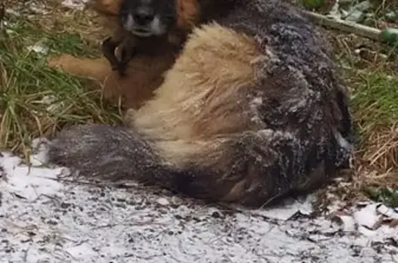 Найдена собака, Ярославль, фото: Найдена собака, ул. Юности 14, Ярославль