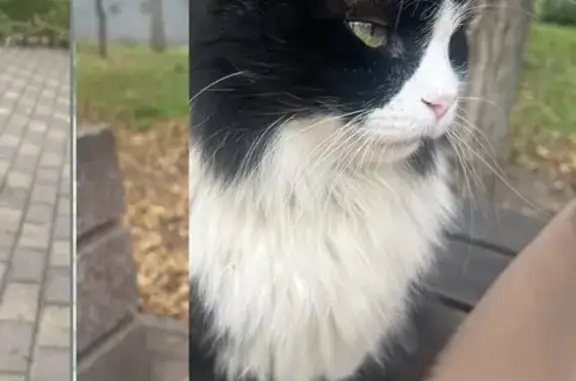 Найдена кошка, Ростов-на-Дону, фото: Кошка найдена: ул. Мечникова, 77Б, Ростов-на-Дону