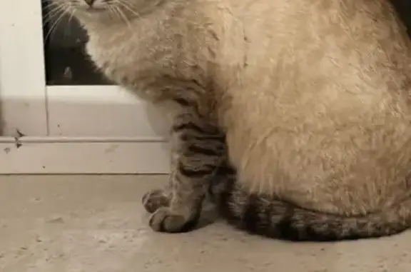 Найдена кошка, , фото: Кошка найдена на ул. Академика Сахарова