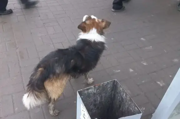 Найдена собака, Омск, фото: Найдена собака на Думской улице, Омск