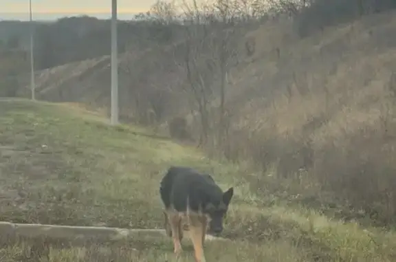 Найдена собака, Белгородская область, фото: Овчарка найдена вдоль трассы 14К-4