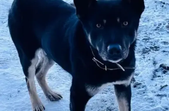 Найденные животные Новокузнецк, фото: Собака найдена: Одесская, 67, Новокузнецк