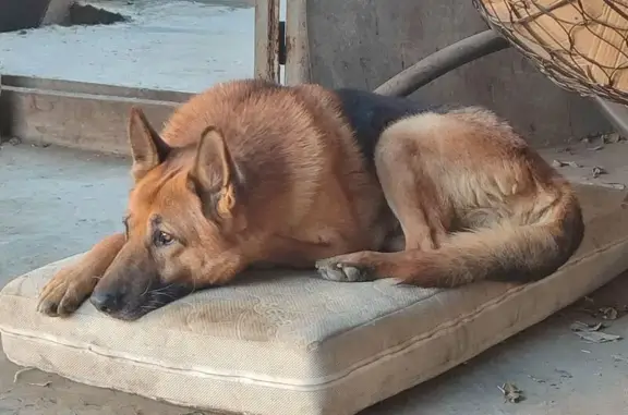 Собаки потеряшки, Краснодар, фото: Потеряшка собака, Озёрная 53, Краснодар