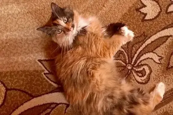 Кошки потеряшки, Касимов, фото: Потеряшка кошка, Зелёная ул., Касимов