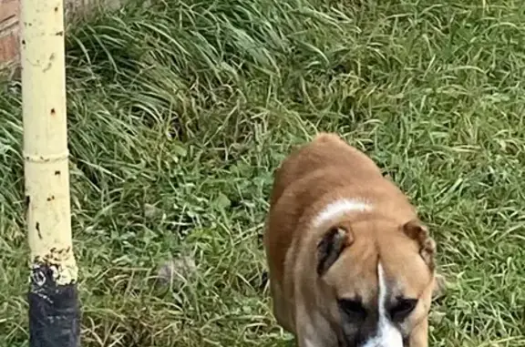 Найдена собака, Бутурлиновка, фото: Собака найдена на Дорожной улице, Бутурлиновка