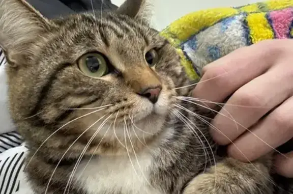 Найдена кошка, Казань, фото: Кошка найдена: ул. Чуйкова, 75, Казань