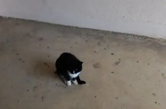 Найдена кошка, Ярославль, фото: Кошка у входа ЯрГУ, Союзная 144