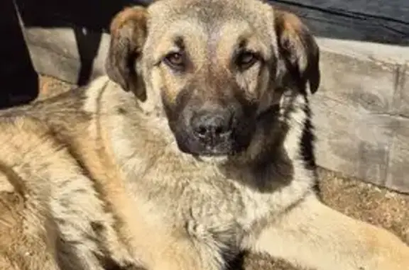 Пропала собака, Дорожная ул., Пивовариха