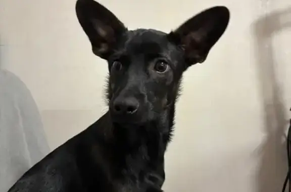 Найдена собака, Тюменская область, фото: Найдена собака, Тюмень, Тюменская обл.