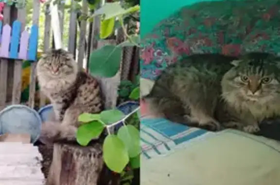 Кошки потеряшки, , фото: Потеряшка кошка, Мелеуз, Башкортостан