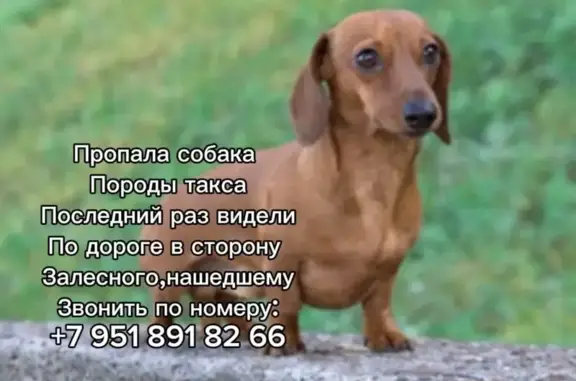 Собаки потеряшки, Казань, фото: Потеряшка рыжая такса у Мегастроя, Казань