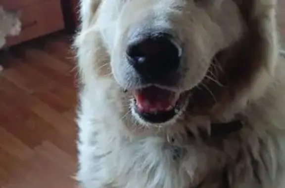 Пропала собака у магазина Асокма, Самара