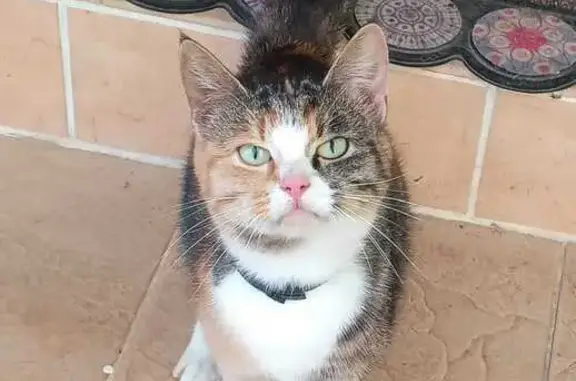 Кошка найдена в д. Брюхово, Калужская обл. - photo