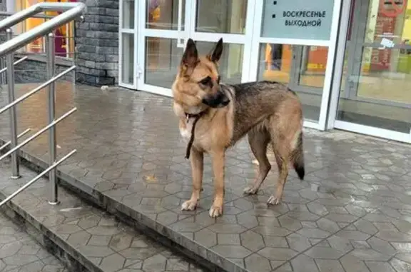 Найдена собака, Саранск, фото: Овчарка найдена на проспекте 50 лет Октября
