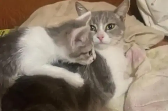 Пропала серая кошка, ул. 324-й СД, 3Б