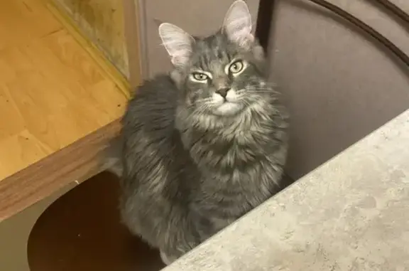 Кошки потеряшки, Москва, фото: Потеряшка кошка, Юных Ленинцев 58, Москва