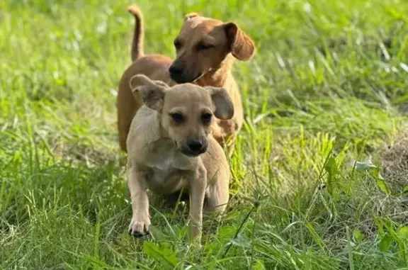 Пропала собака в Вязках, Орловская обл.
