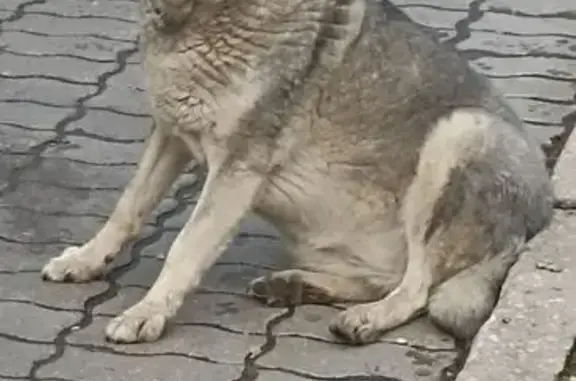 Пропала собака в Липецке, проспект 60 лет СССР