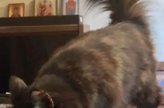 Пропала кошка на Егорьевском ш., 24