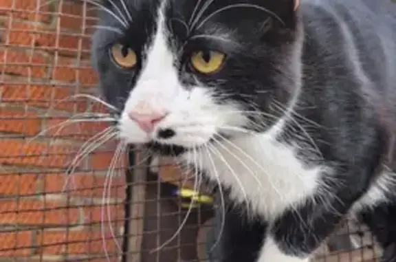 Пропала кошка, ул. Свердлова, 93, Афипский