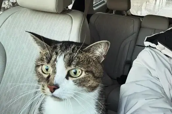 Пропала кошка, Весенняя ул. 3, Шиховское