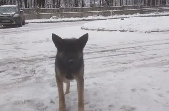 Найдена собака, Нижегородская область, фото: Найдена собака, Нижний Новгород