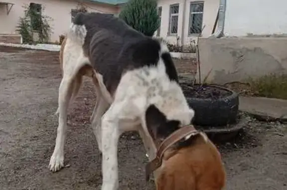 Найдена собака, , фото: Собака найдена: пр. Революции, 2А