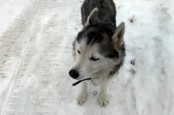 Собака найдена в Трубочево, Томск