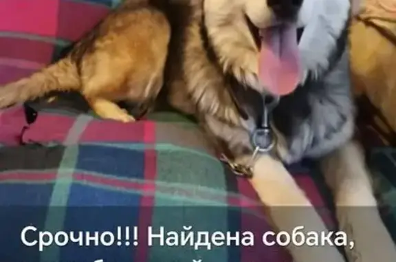 Найдена собака, Хабаровск, фото: Собака найдена на Карла Маркса, 143Ж