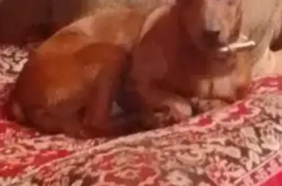 Пропала собака, Шоссейная ул., Монделево