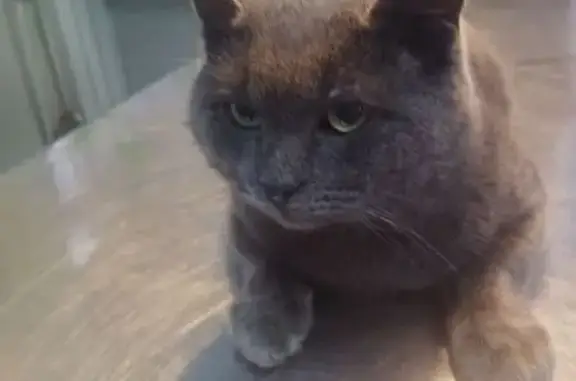 Найдена кошка, Серпухов, фото: Кошка найдена, Пушкина 1, Серпухов